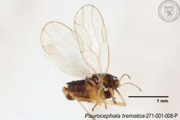 Image of Paurocephala