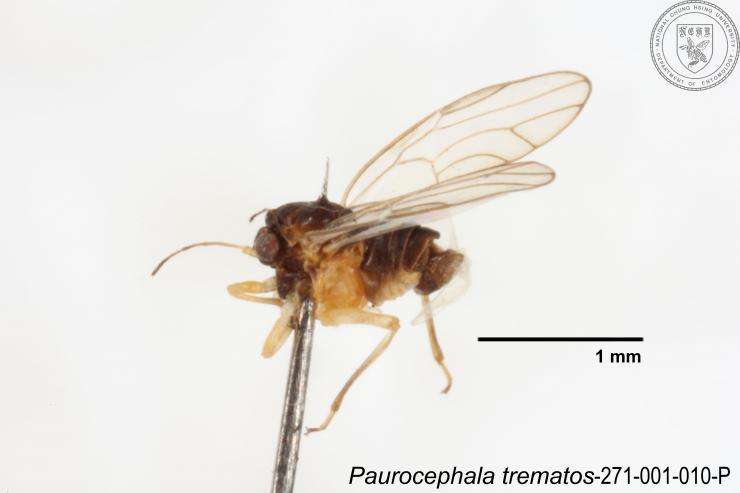 Image of Paurocephala