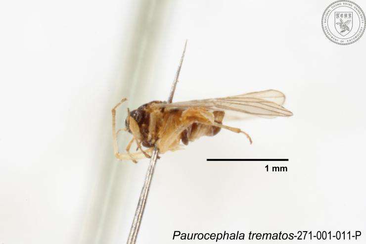 Image of Paurocephala