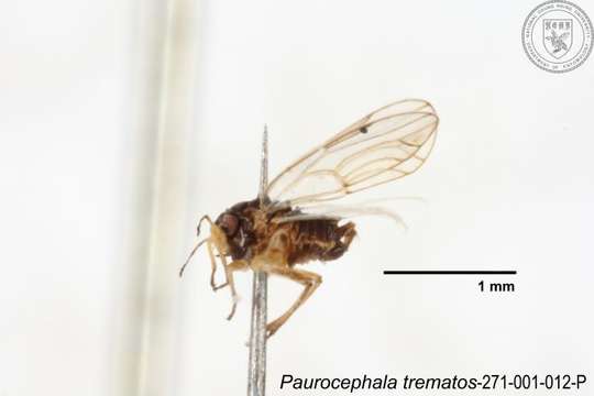 Image of Paurocephala