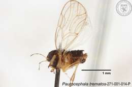 Image of Paurocephala