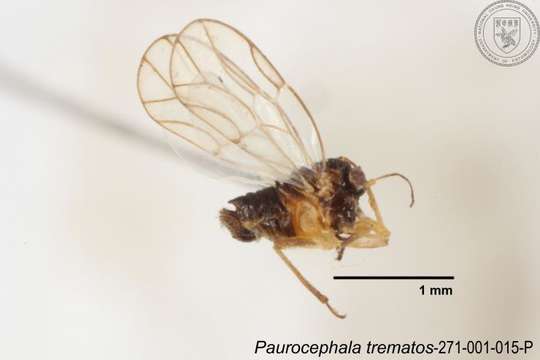 Image of Paurocephala