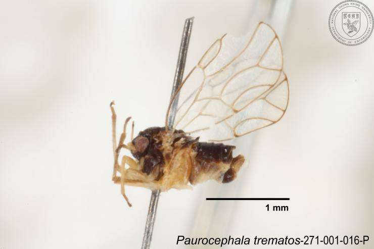 Image of Paurocephala