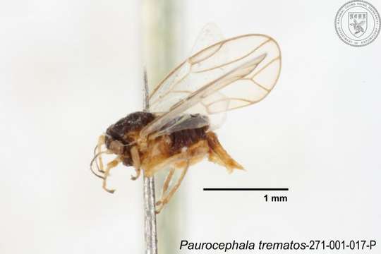 Image of Paurocephala