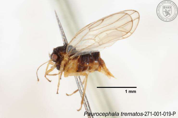 Image of Paurocephala