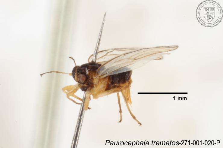 Image of Paurocephala