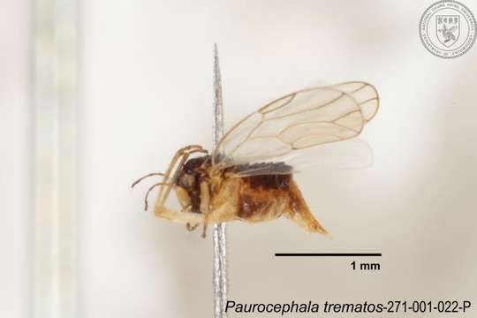 Image of Paurocephala