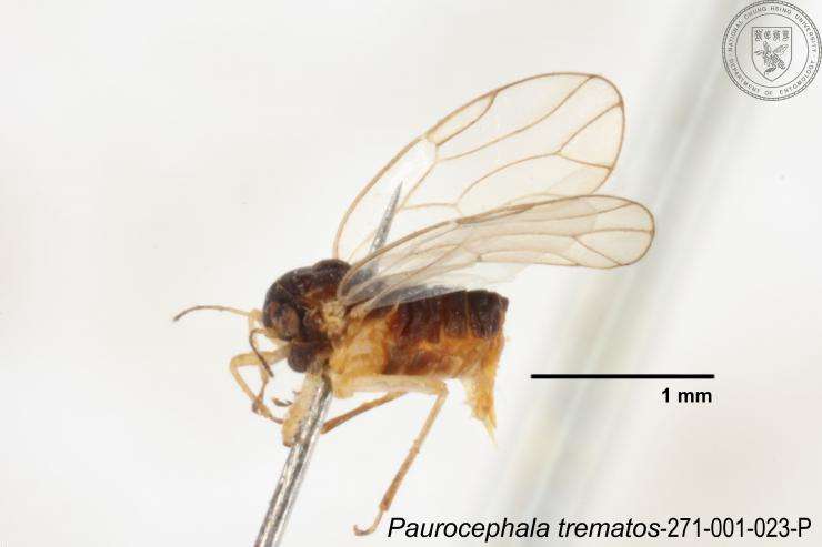 Image of Paurocephala