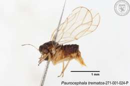 Image of Paurocephala