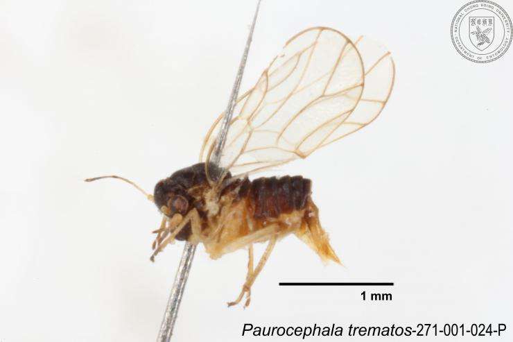 Image of Paurocephala