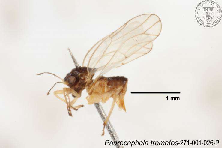 Image of Paurocephala