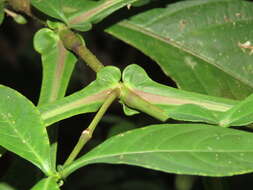 Strobilanthes integrifolius (Dalz.) Kuntze resmi