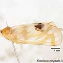Image of Rhotana inoptata Yang & Wu 1993