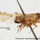 Image of Paraconon membranacea Yang 1989