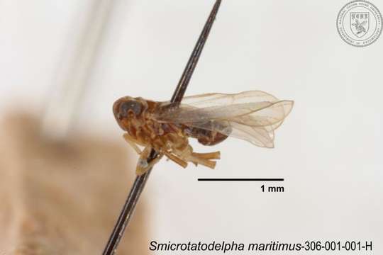 Image of Smicrotatodelphax