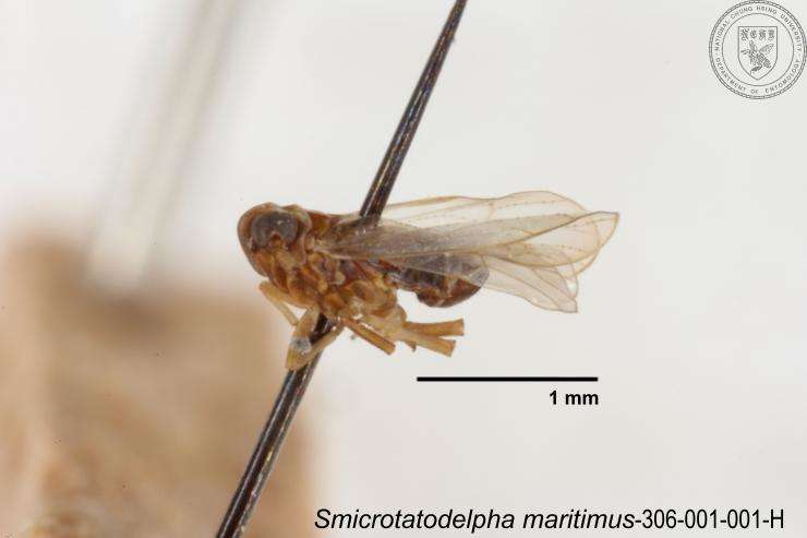 Image of Smicrotatodelphax