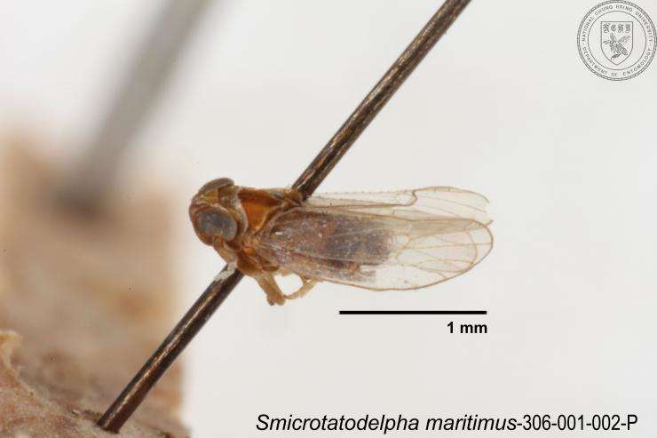 Image of Smicrotatodelphax