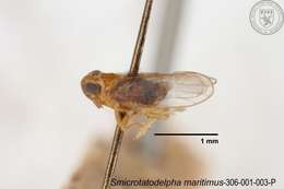 Image of Smicrotatodelphax