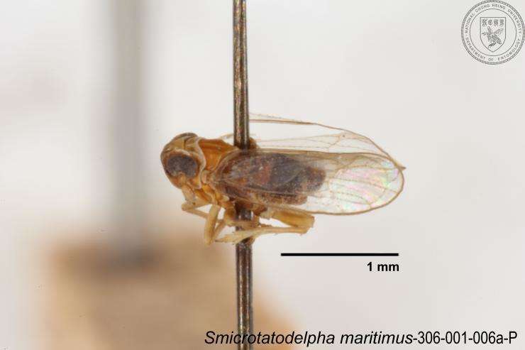 Image of Smicrotatodelphax