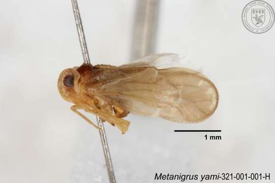 Image of Metanigrus