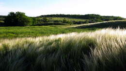 Plancia ëd Stipa lessingiana Trin. & Rupr.