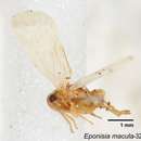 Image of Eponisia macula Tsaur, Yang & Wilson 1986
