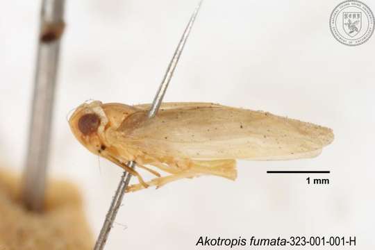 Image of Akotropis