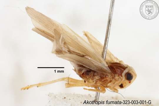 Image of Akotropis