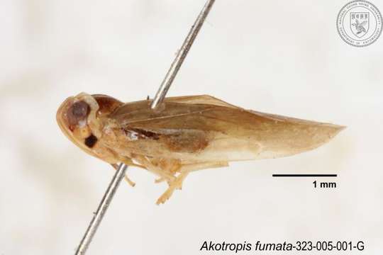 Image of Akotropis