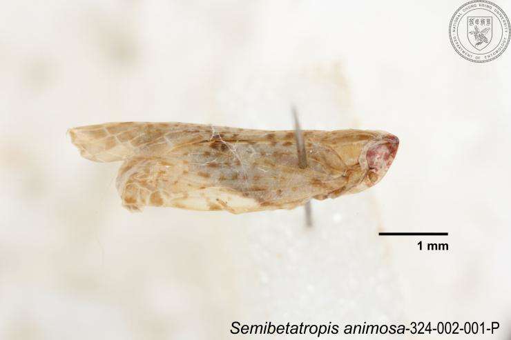 Image of Semibetatropis