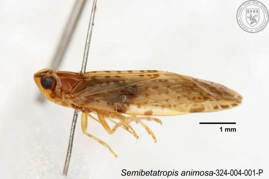 Image of Semibetatropis