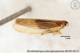 Image of Semibetatropis patungkuanensis Chen, Yang & Wilson 1989