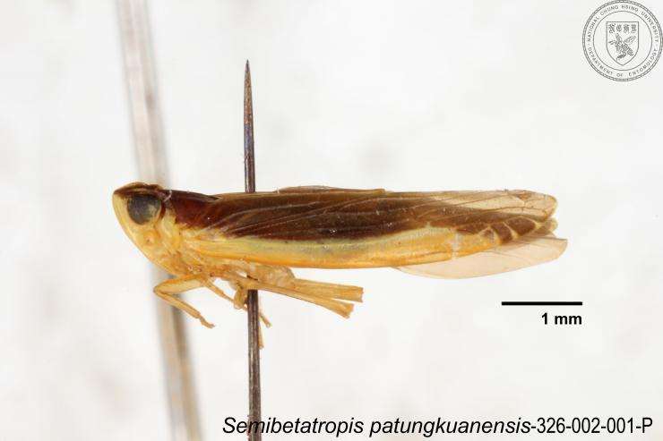 Image of Semibetatropis patungkuanensis Chen, Yang & Wilson 1989