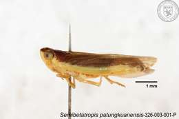 Image of Semibetatropis patungkuanensis Chen, Yang & Wilson 1989