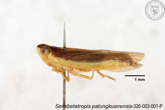 Image of Semibetatropis patungkuanensis Chen, Yang & Wilson 1989