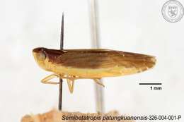 Image of Semibetatropis patungkuanensis Chen, Yang & Wilson 1989