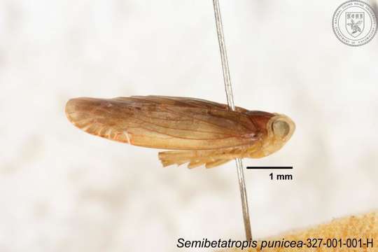 Image of Semibetatropis punicea Chen, Yang & Wilson 1989