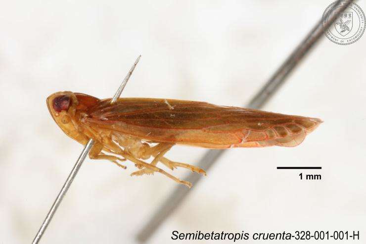 Image of Semibetatropis cruenta Yang & Wilson 1989