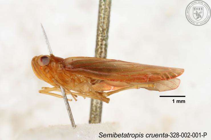 Image of Semibetatropis cruenta Yang & Wilson 1989