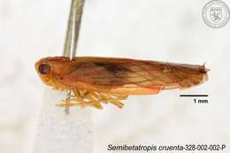 Image of Semibetatropis cruenta Yang & Wilson 1989