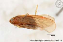 Image of Semibetatropis cruenta Yang & Wilson 1989