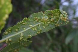 Image of Aculus