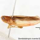 Image of Semibetatropis cruenta Yang & Wilson 1989