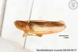 Image of Semibetatropis cruenta Yang & Wilson 1989