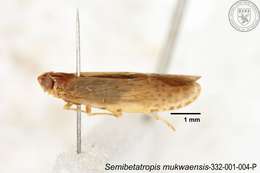 Image of Semibetatropis mukwaensis Chen, Yang & Wilson 1989