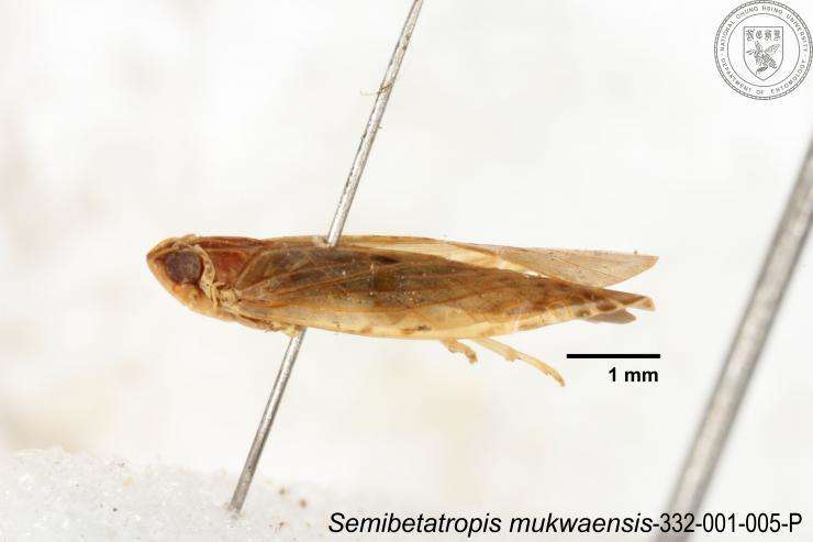 Image of Semibetatropis mukwaensis Chen, Yang & Wilson 1989