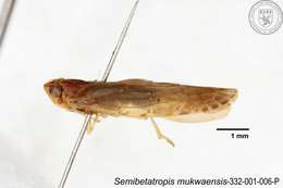 Image of Semibetatropis mukwaensis Chen, Yang & Wilson 1989