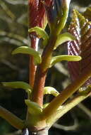 Image of Tapiscia sinensis Oliver