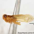 Image of Euryphlepsia yamia Tsaur 1989