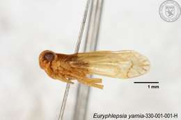 Image of Euryphlepsia